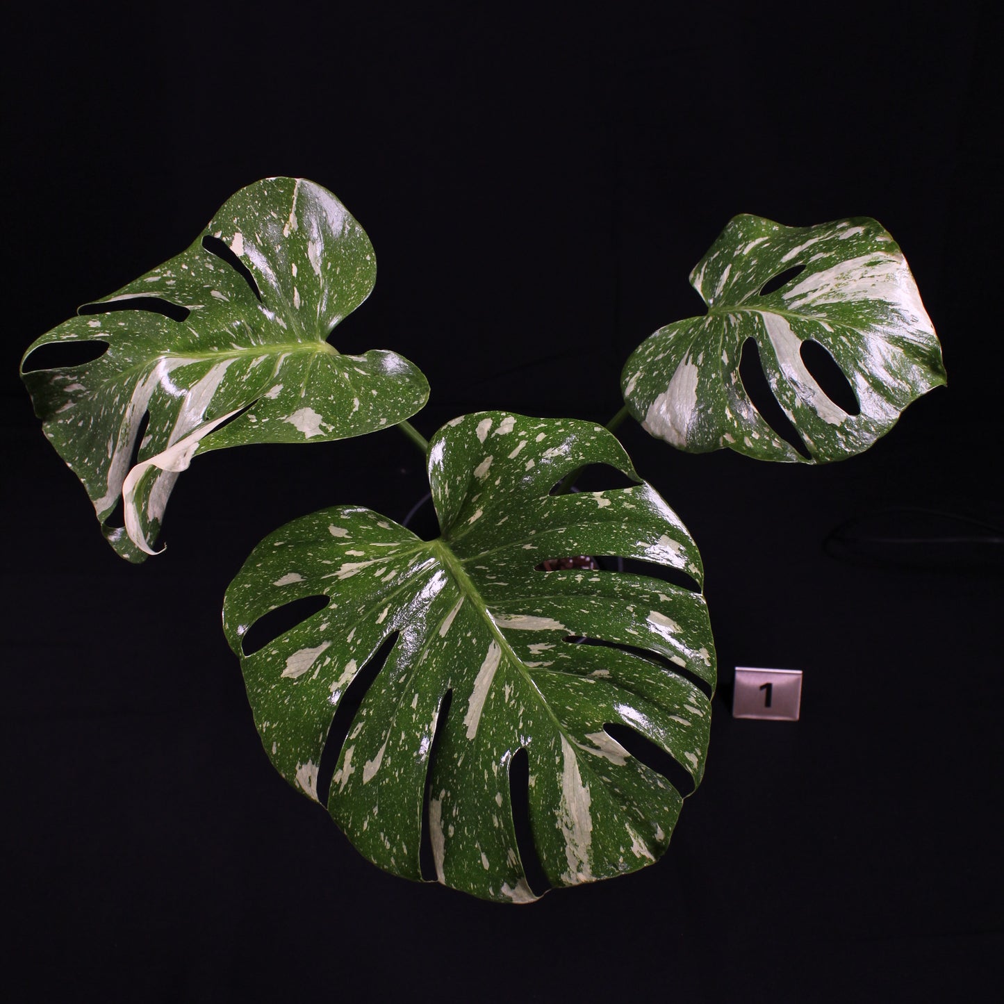 Monstera Thai Constellation