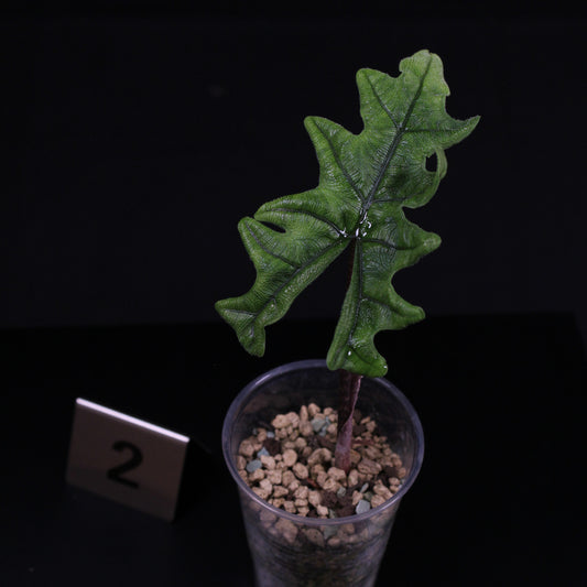 Alocasia tandurusa 'Jacklyn'