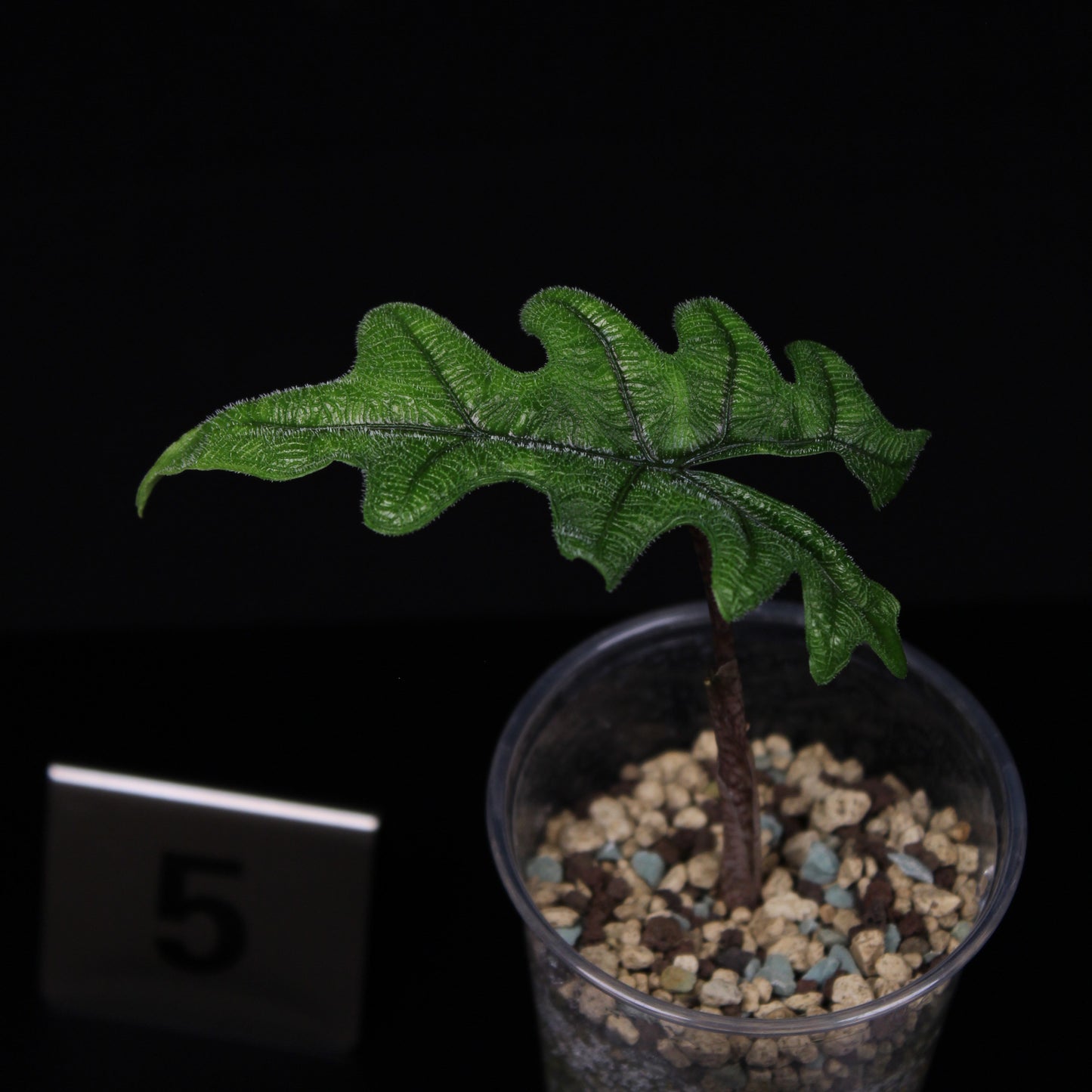Alocasia tandurusa 'Jacklyn'
