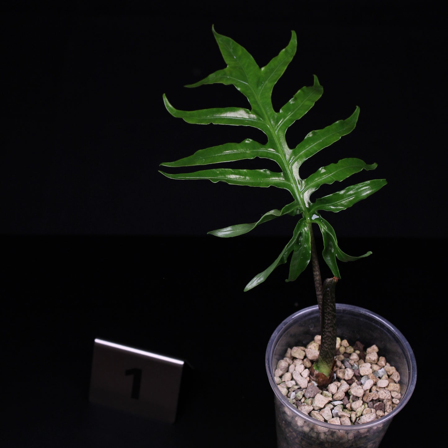 Alocasia brancifolia