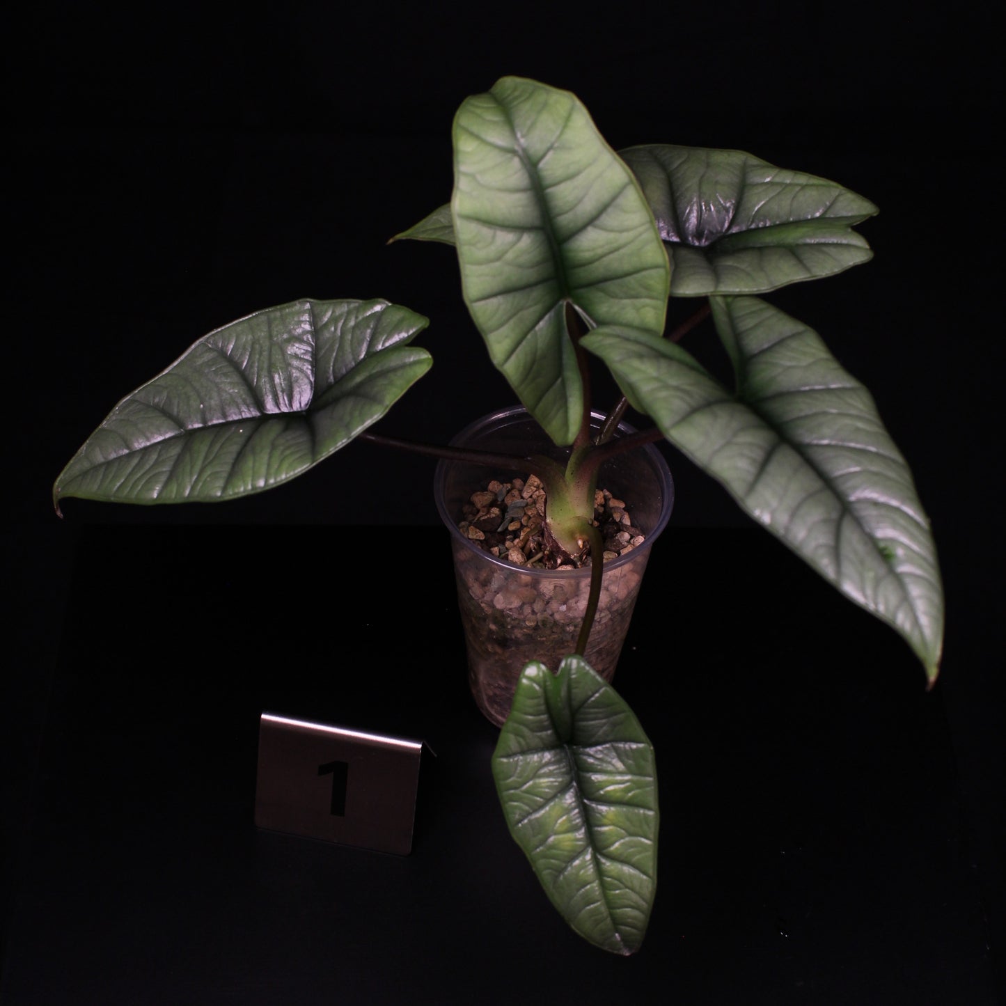 Alocasia Platinum