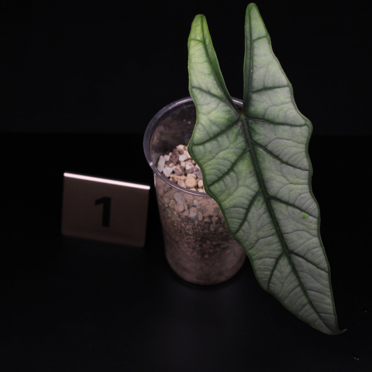 Alocasia heterophylla 'Dragons Breath'