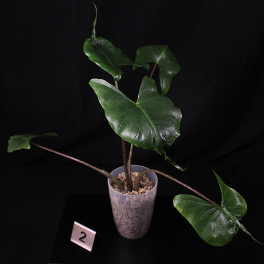Alocasia Stingray