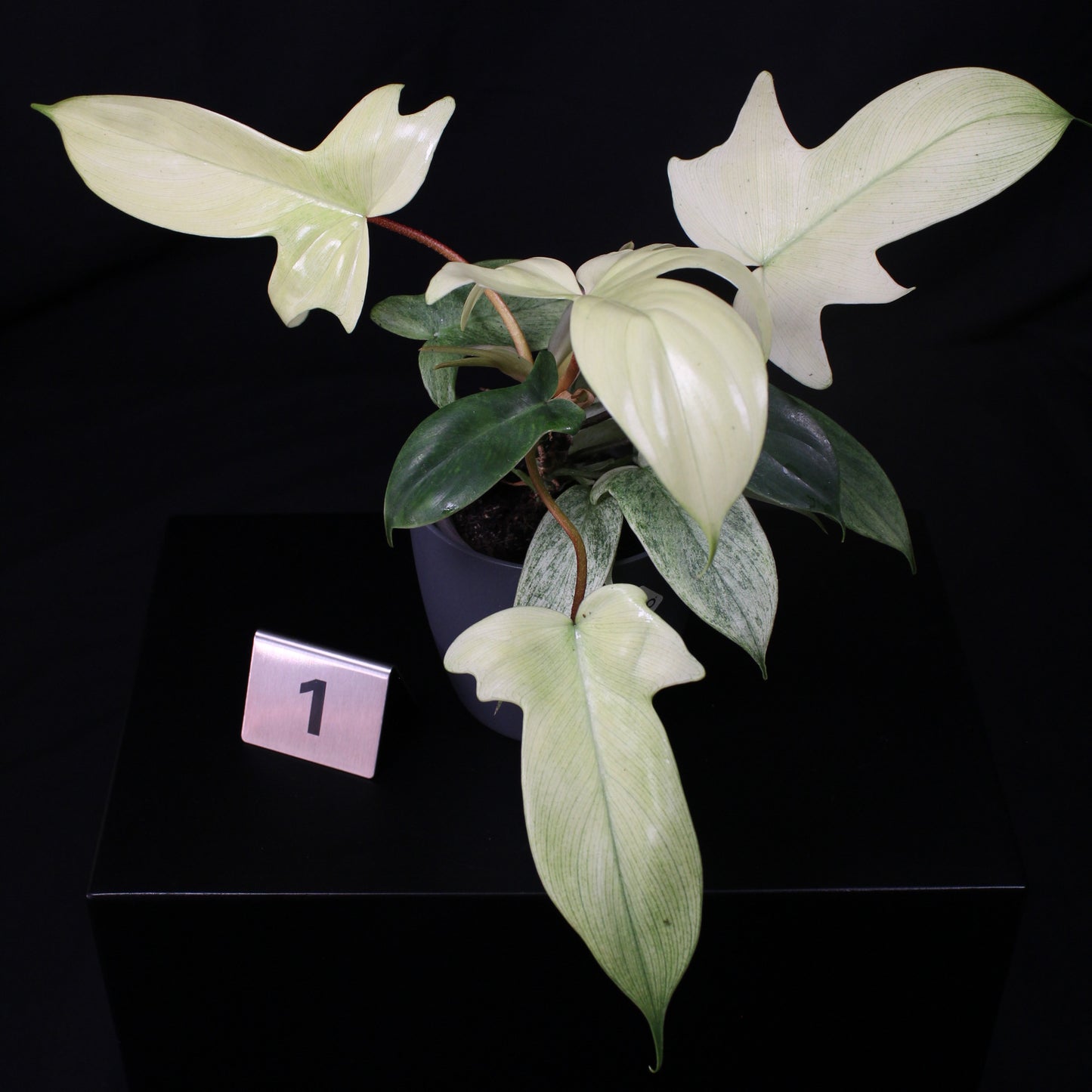 Philodendron Florida Ghost
