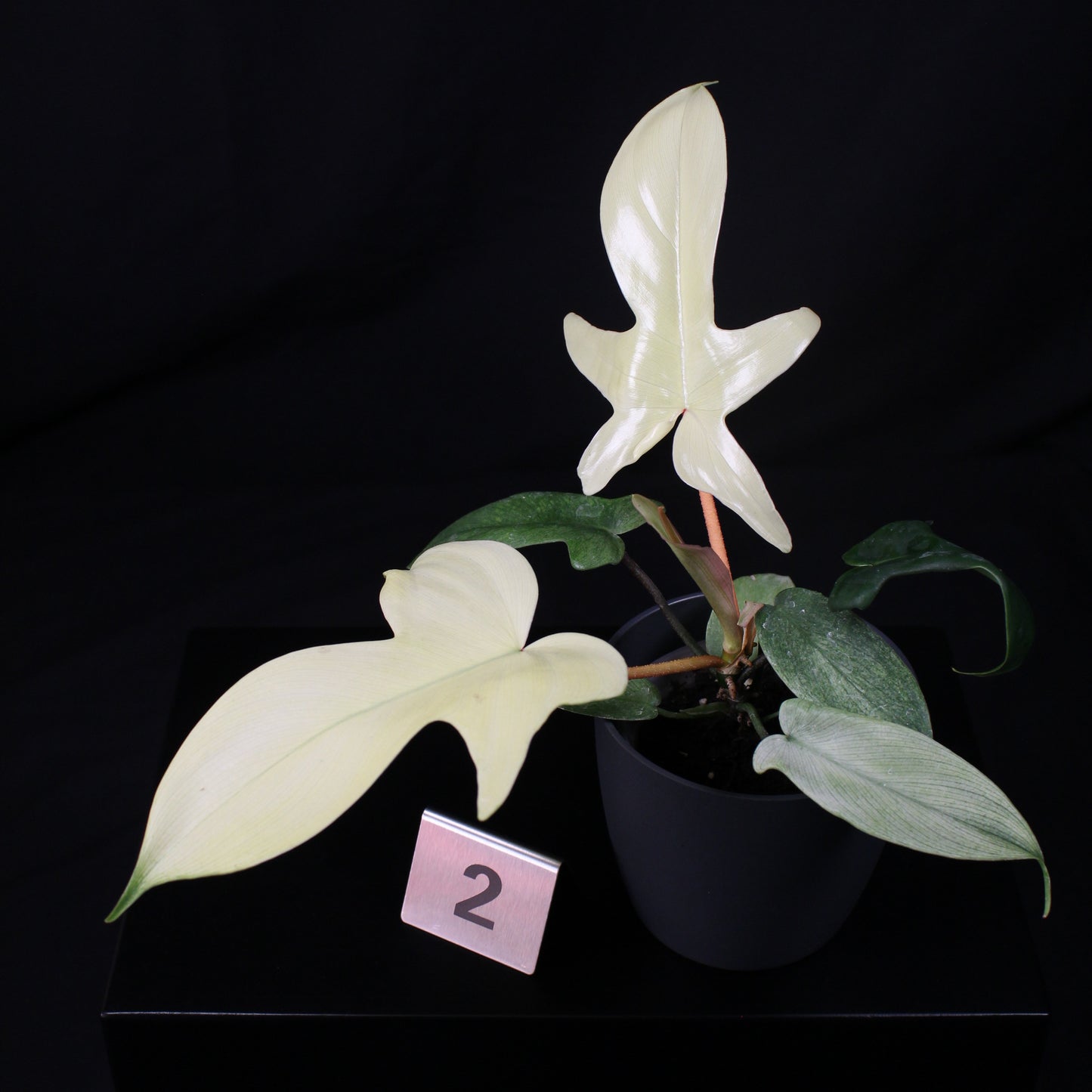 Philodendron Florida Ghost
