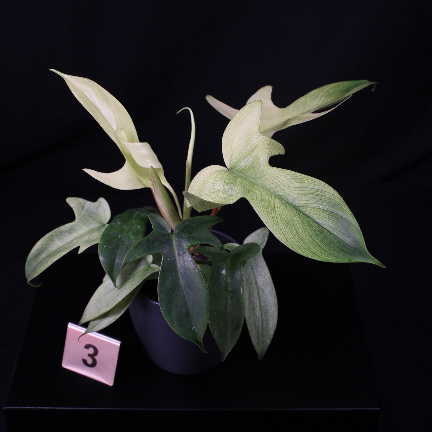 Philodendron Florida Ghost