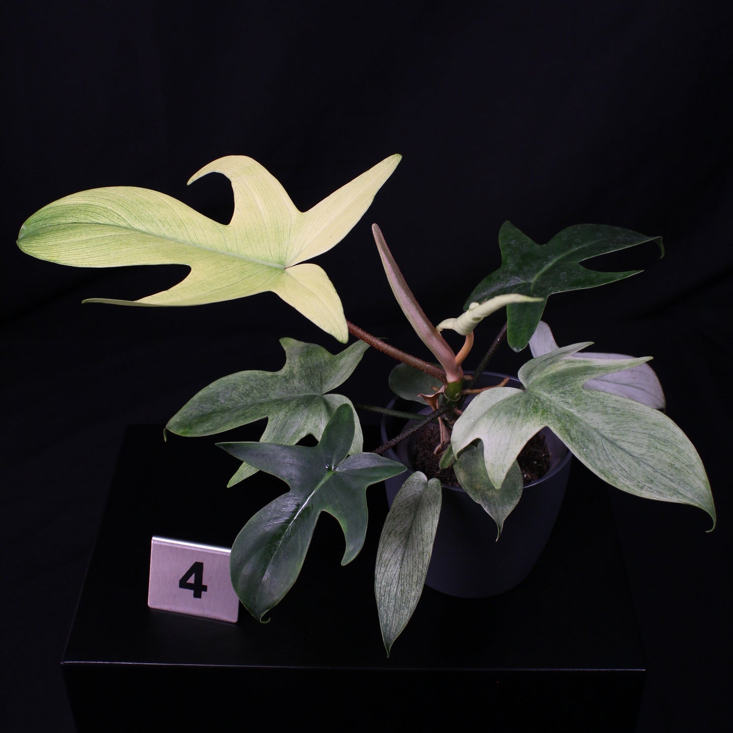 Philodendron Florida Ghost