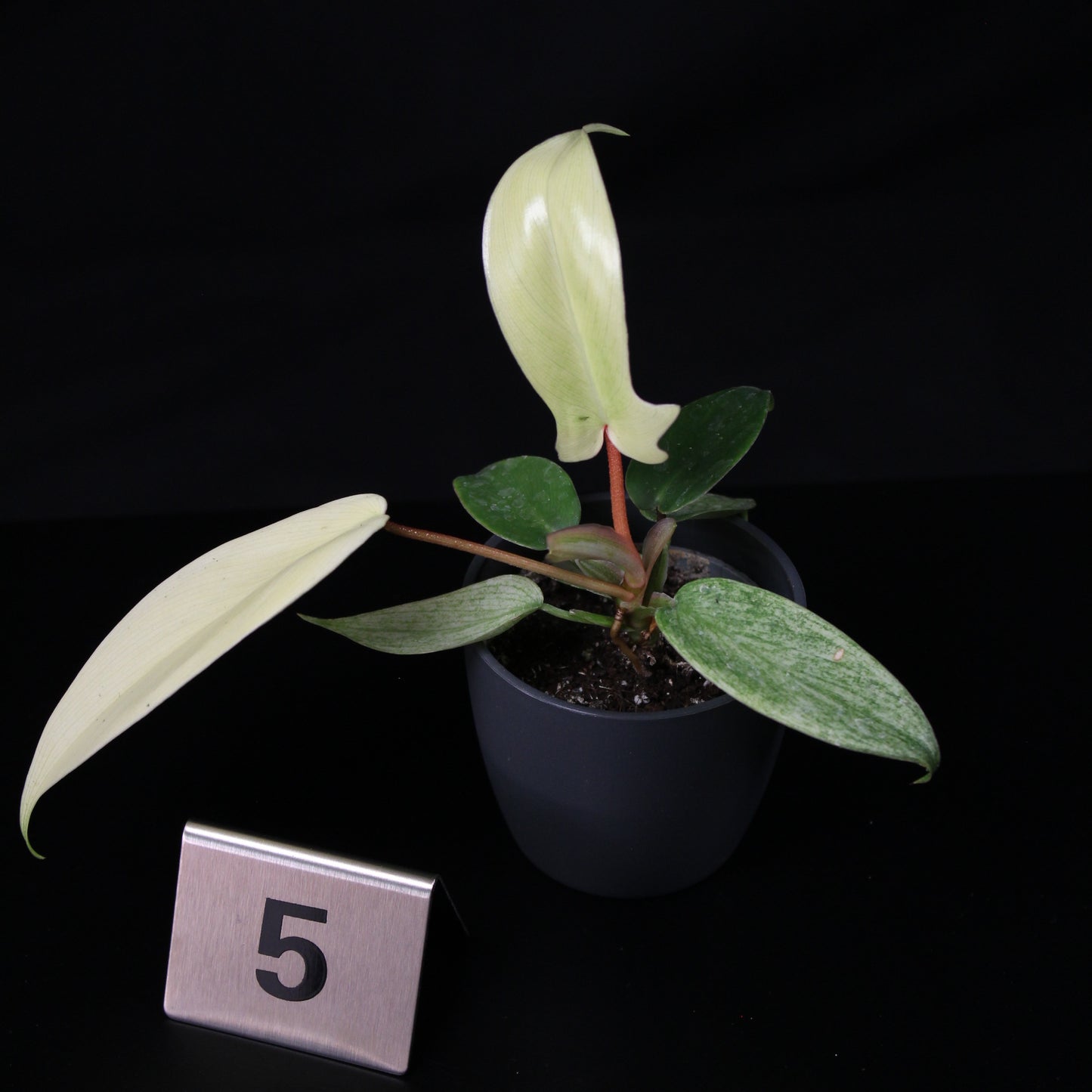 Philodendron Florida Ghost