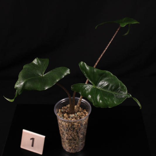 Alocasia Stingray