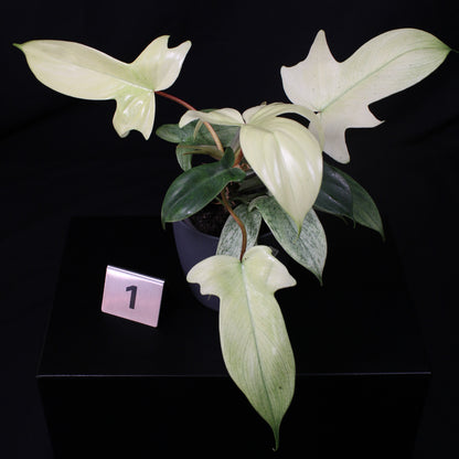 Philodendron Florida Ghost