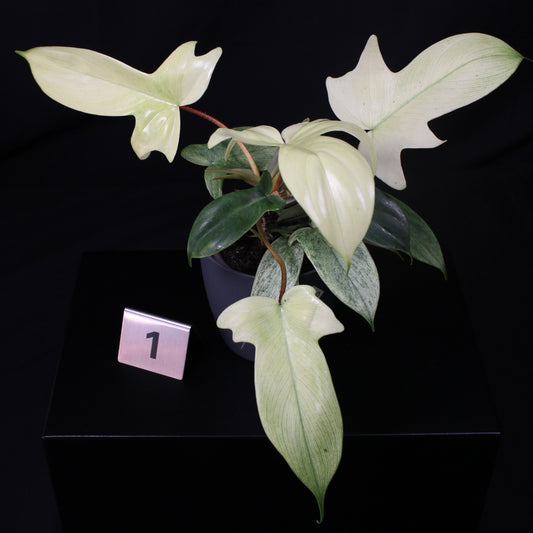 Philodendron Florida Ghost
