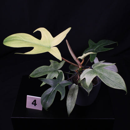 Philodendron Florida Ghost